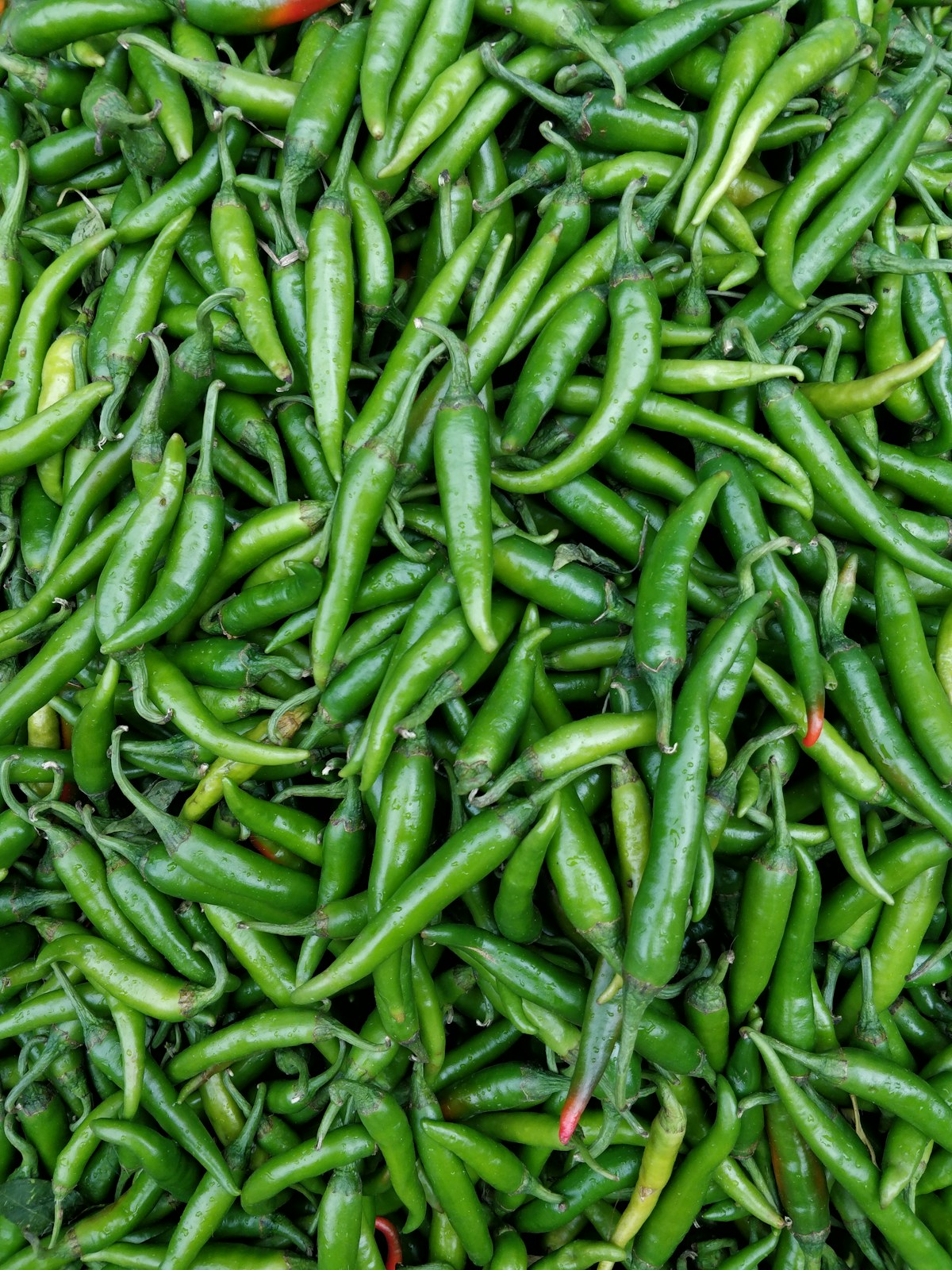 Fresh green chillies with intact stems