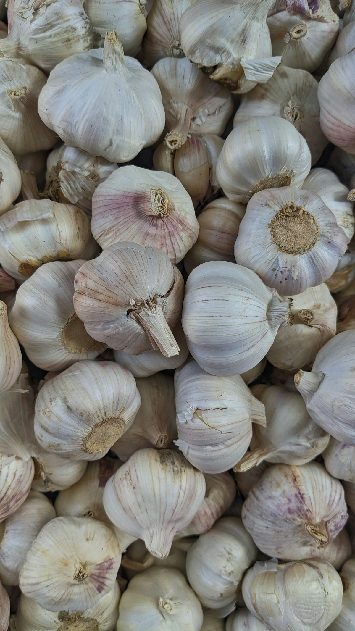 Whole fresh garlic bulbs with papery skins