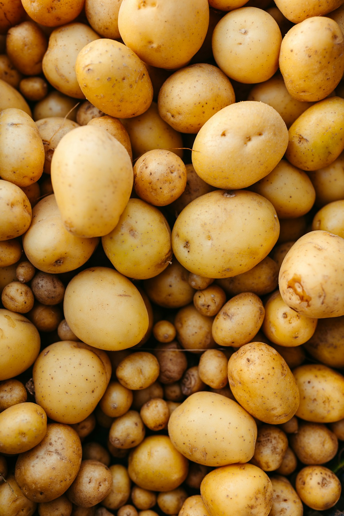 A pile of fresh yellow potatoes