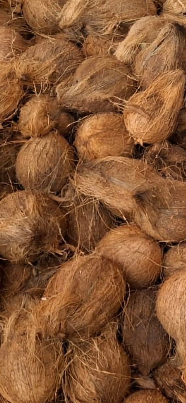 Mature semi-husked coconuts with natural fibre still attached